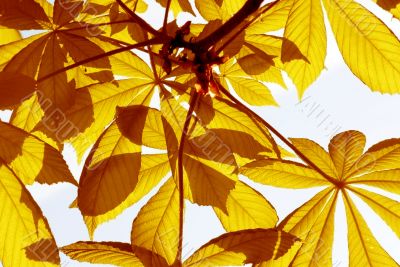 yellow leaves on blue sky background