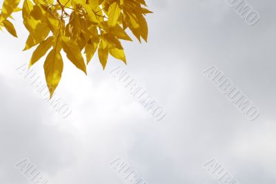 yellow leaves
