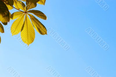 yellow leaves on blue sky background