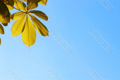 yellow leaves on blue sky background