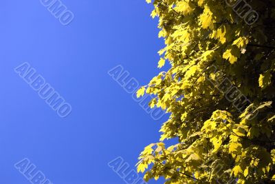 yellow leaves on a background of the dark blue sky