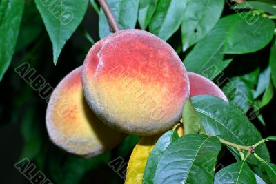 Peach Tree Peach Tree