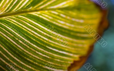 Green leaf with veins. Creative nature.