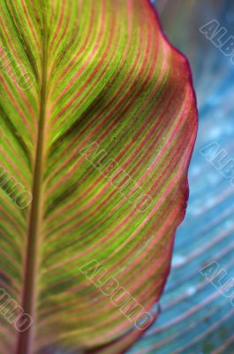 Bright colorful leaf. Creative nature.