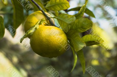 Grapefruits on tree Grapefruits on tree