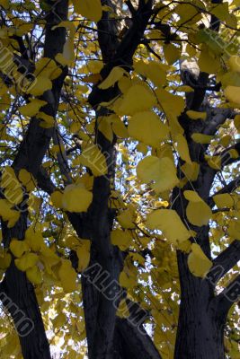 Yellow Ginkgo tree in Fall Season