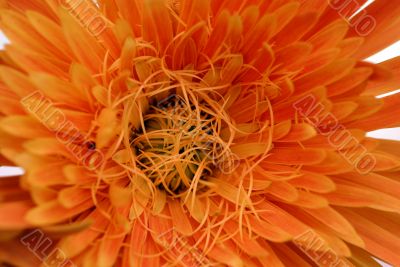 orange marigold Flower