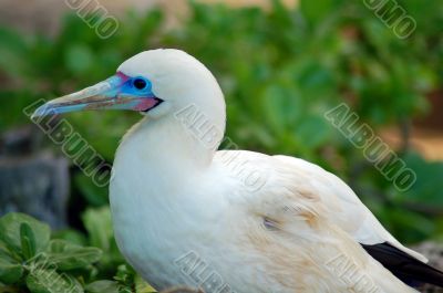 Crane Bird closeup