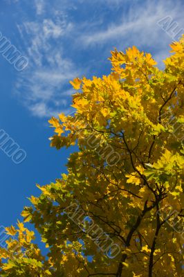 Autumn maple