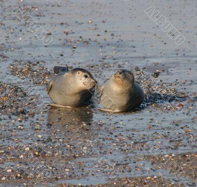 Seals at the beach of Helgoland