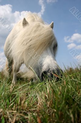 White hungry pony