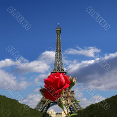 Red rose in front of the Eiffel Tower