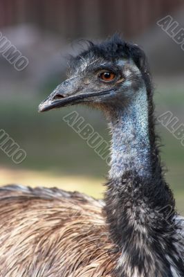 Black Emu