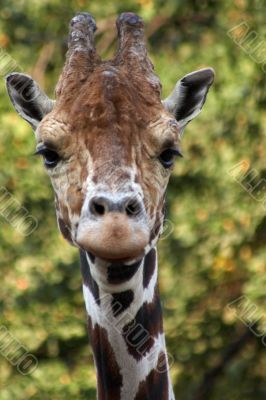 Giraffe portrait