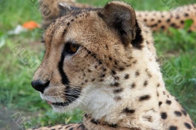 Curious cheetah