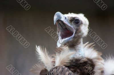 Screaming vulture