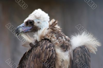 Eurasian Black Vulture