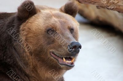 Brown bear