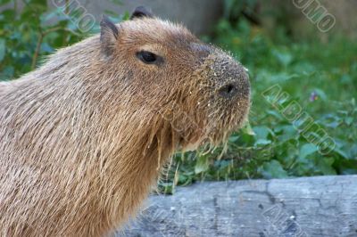 Feeding capybara