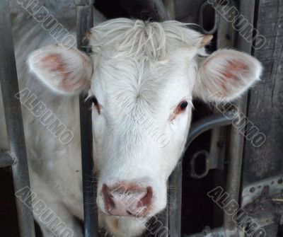 Cow or the bull-calfe on a farm in the French village
Cow or the bull-calfe on a farm in the French village