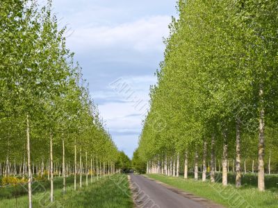 The gentle-green avenue of young trees leaving afar
