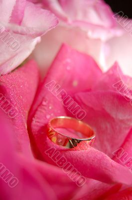 Ring on the rose Ring on the rose