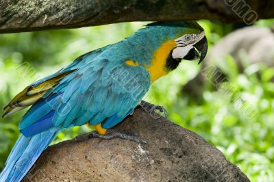 splendid parrot in the wilderness