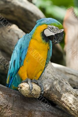 splendid parrot in the wilderness