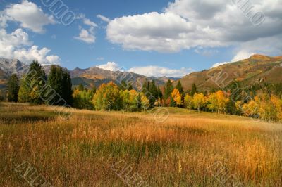 Autumn Splender Autumn Splender