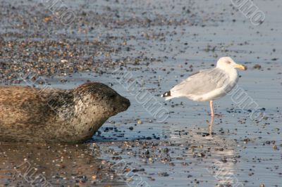 Seal and sea gull at the beach of Helgoland