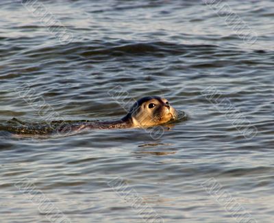 Young cute seal at the beach of Helgoland