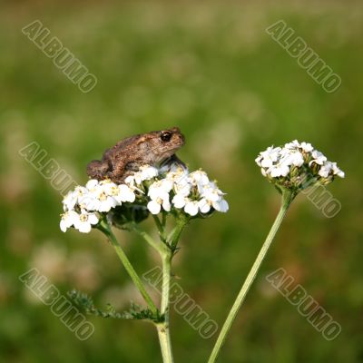 Small frog sitting on a flower