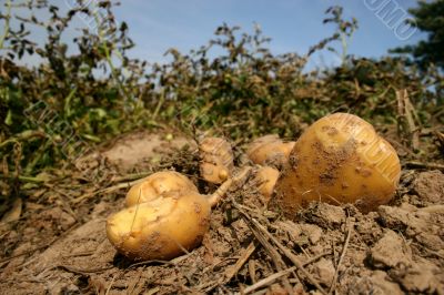 Fresh potatoes on a field Fresh potatoes on a field