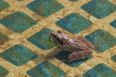 The frog The frog