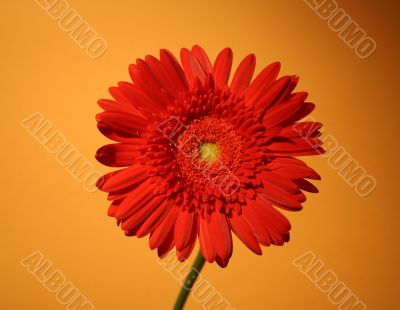 African red daisy