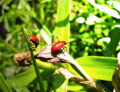 Ladybug on green leaf