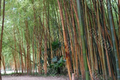 Bamboo forest