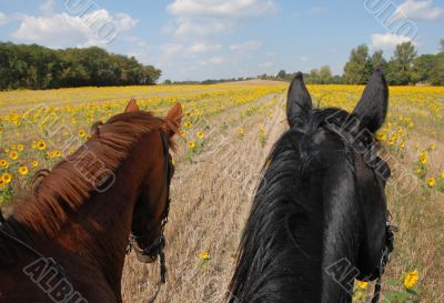 horseback riding in the sunflowers