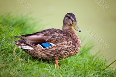Duck in grass