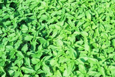 Abstract green nettles background