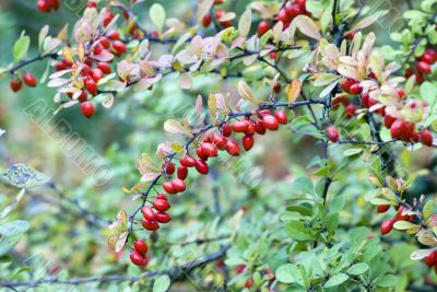 cornelian cherries on branch