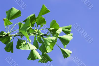 Ginkgo biloba leaf.
