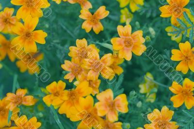 Orange pot marigold field