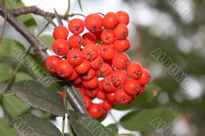 Red berries