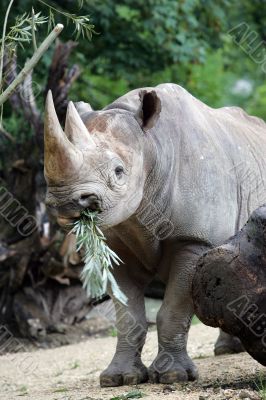 Rhinoceros Rhinoceros