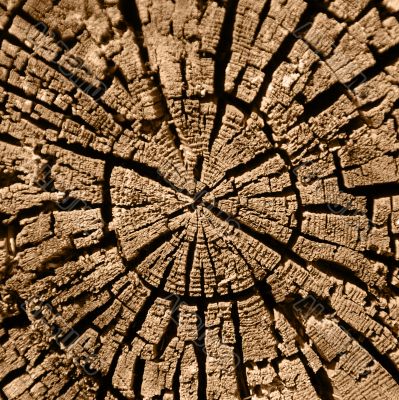 Cut of a rotten tree