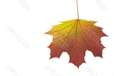 autumn maple leaf