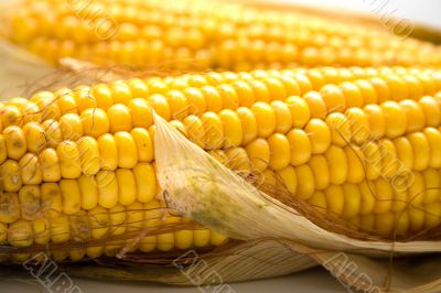 Freshly harvested corn Freshly harvested corn