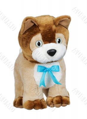 Soft kitten with a bow