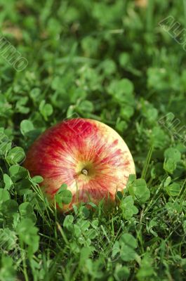 A bright red apple into green clovers